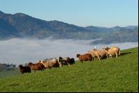 Schafe Nebel 04