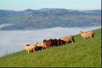 Schafe Nebel 09