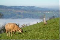 Schafe Nebel 19