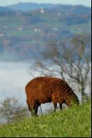 Schafe Nebel 26