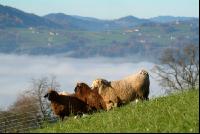 Schafe Nebel 27