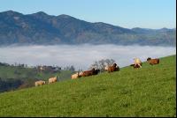 Schafe Nebel 31