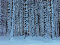Wald verschneit 6