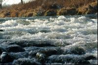 Wassergischt 7