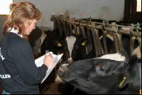 management stable 41