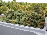 Weinlesen 5