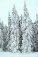 Wald verschneit 4