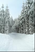 Wald verschneit 5