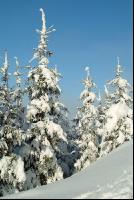 Wald verschneit 9