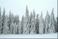 Wald verschneit 3