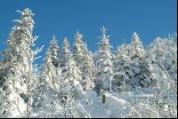 Wald verschneit 2