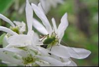Felsenbirne Blüte 1