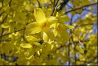 Forsythie 2