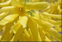 Forsythie 1