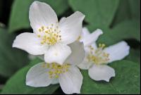 Falscher Jasmin 1