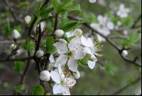 Kriacherl Blüte 1