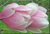 Magnolie 3