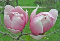 Magnolie 2