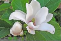 Magnolie 1