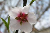 Mandel Blüte 6