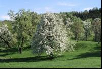 Mostobst Blüte 20