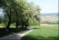 Mostobst Blüte 19