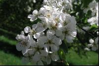 Mostobst Blüte 21