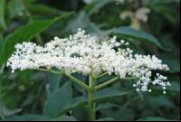 Holunder Blüte 13