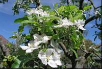 Apfel Blüte 1
