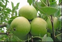 Apfel 6