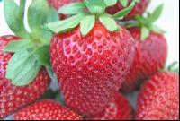 Erdbeeren 2