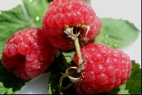 Himbeere 4