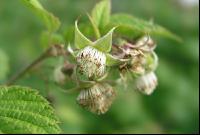 Himbeere Blüte 1