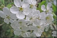 Kirsche Blüte 5