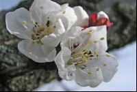 Marille Blüte 14