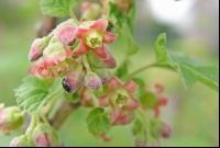 Ribisel Blüte 2
