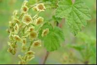 Ribisel Blüte 1