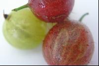 Stachelbeeren 2