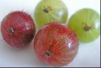 Stachelbeeren 1