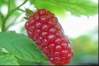 Taybeeren 2