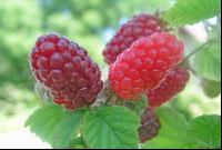 Taybeeren 1