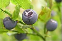 Waldheidelbeeren 1