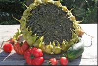Erntedank