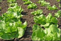 Salatbeet 1
