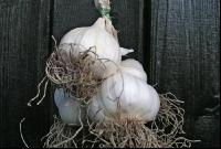 Knoblauch 2