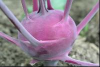 Kohlrabi blau 1
