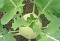 Kohlrabi weiß 1