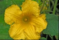 Kürbis Blüte 1