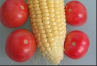 Tomaten und Mais
