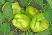 Paprika 2